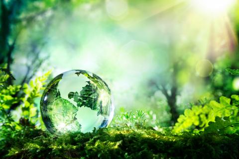 crystal globe on green moss with sunlight